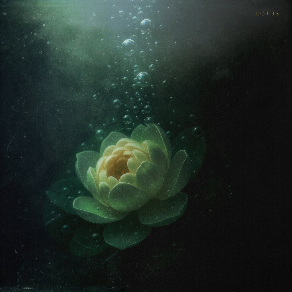 Pochette de Sidus — Lotus